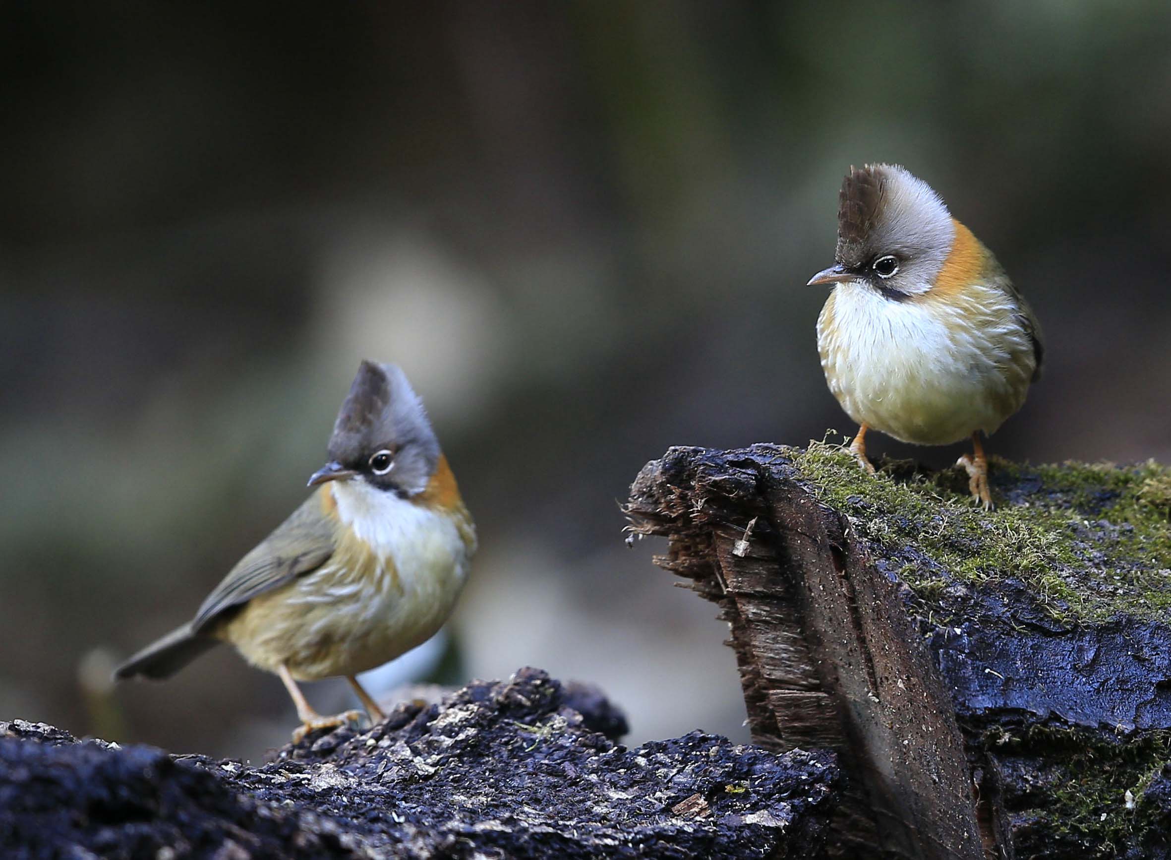  i>yuhina flavicollis /i>)为绣眼鸟科,凤鹛属的小型鸟类,体长12-14