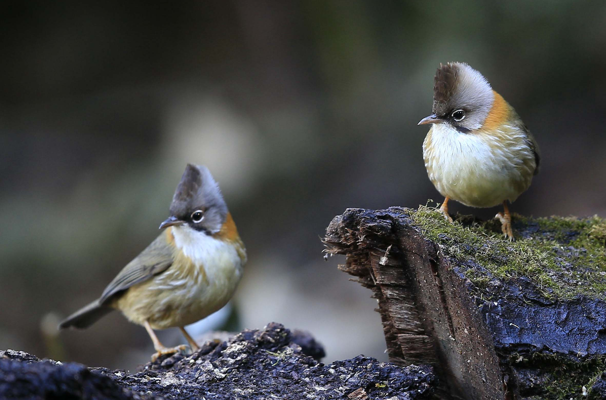  i>yuhina flavicollis /i>)为画眉科,凤鹛属的小型鸟类,体长12-14