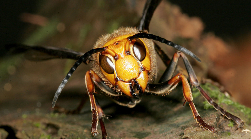其他种类的大黄蜂以及像螳螂一样的较大型昆虫都无法与日本大黄蜂相比