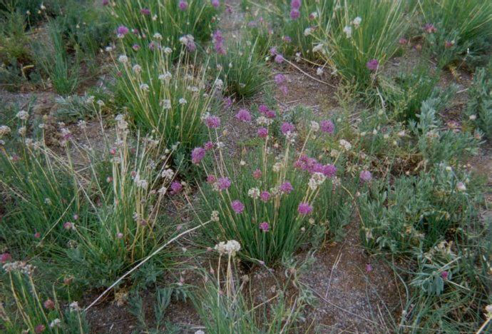  p>蒙古韭(学名: i>allium mongolicum /i> regel)是百合科葱属植物.