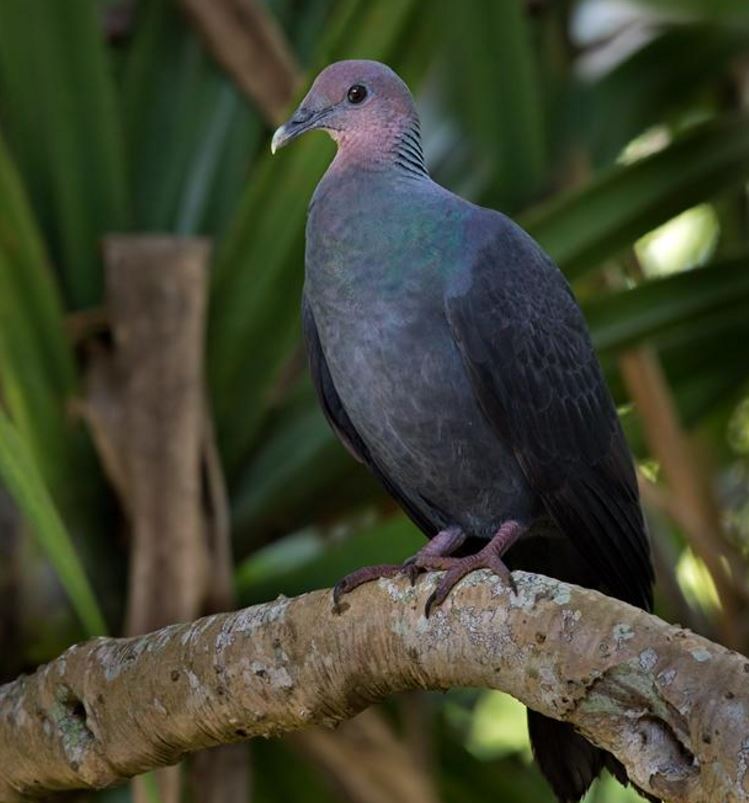  p>黑林鸽(学名: i>columba janthina /i>):体长43厘米,是一种近黑色