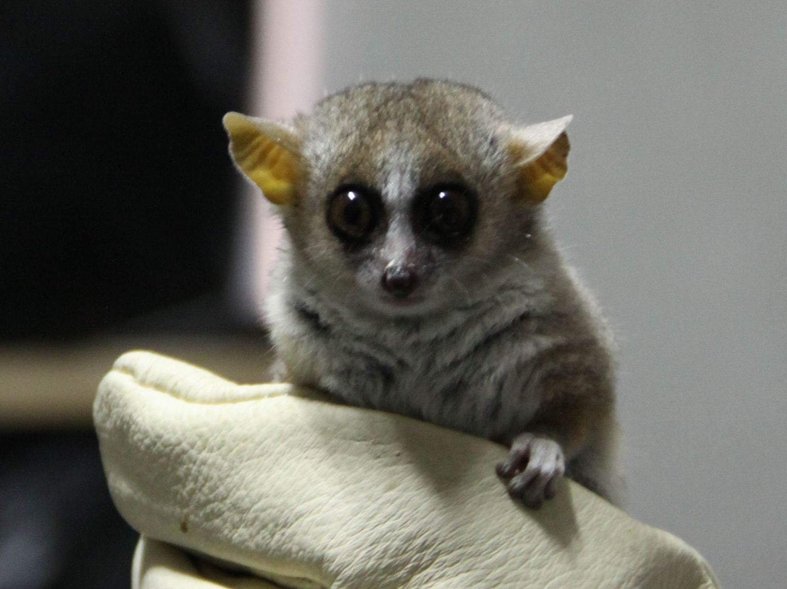  p>鼠狐猴(学名: i>cheirogaleus major /i>),体长167-264毫米,是一种