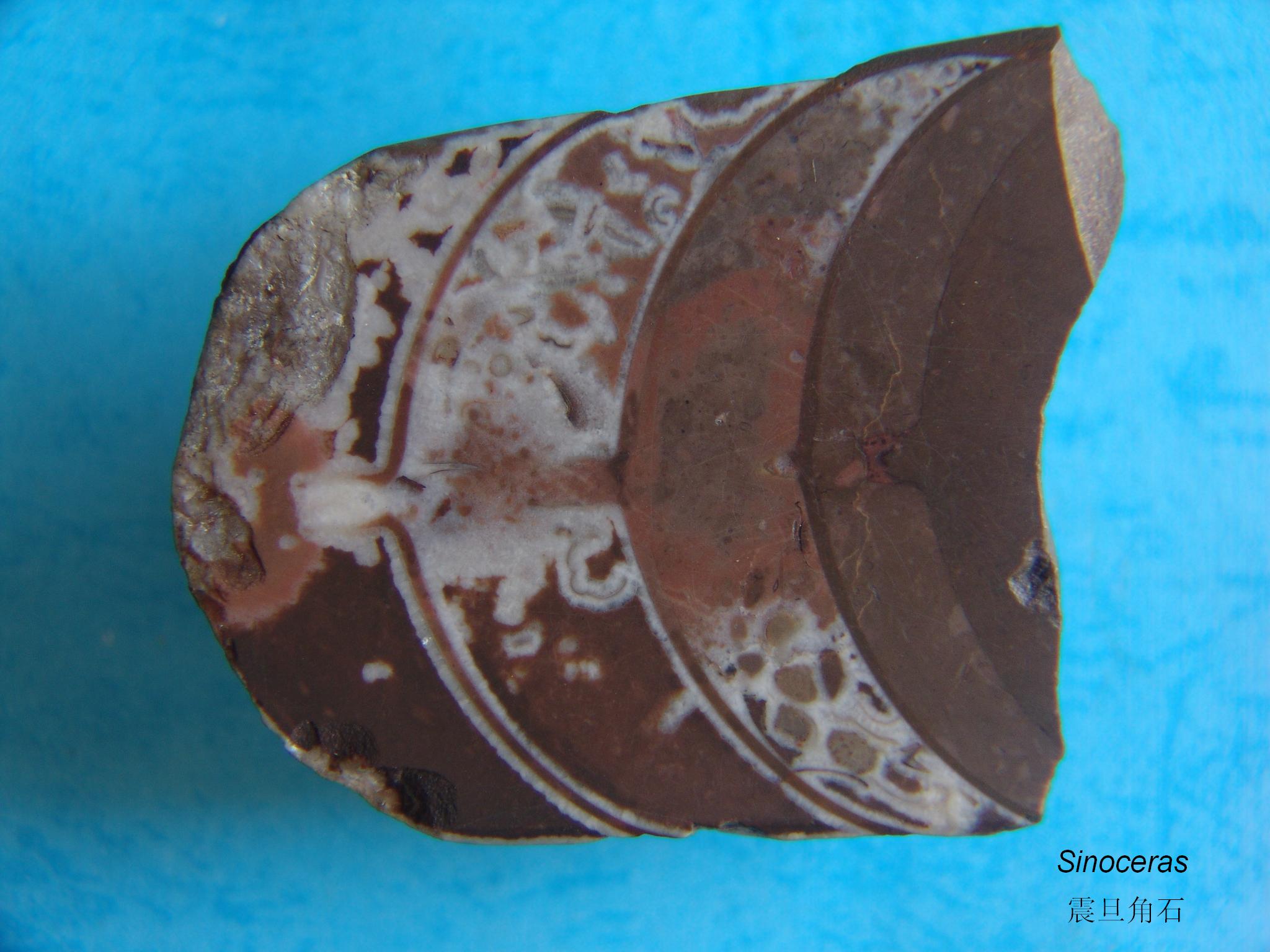  p>震旦角石又称"中华角石", 它的外型如同宝塔一样,所以还有 a href=