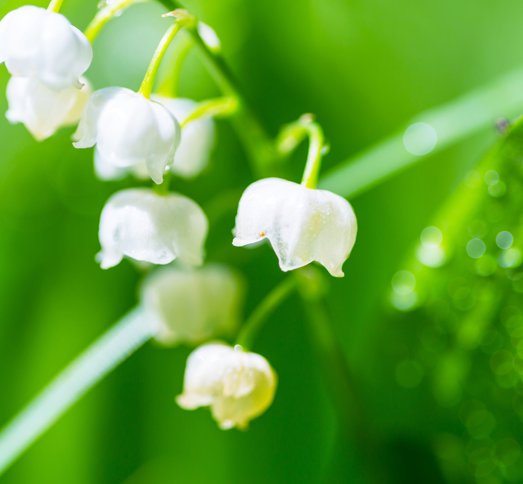 铃兰图片(十二星座的守护花) - 123植物网