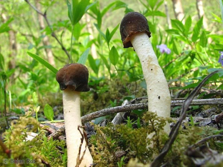  p>钟菌(学名:verpa)是盘菌目下的一个属,和羊肚菌属关系密切,外型也