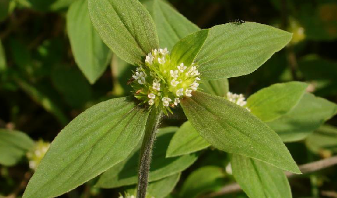  p>丰花草属(学名:borreria)是茜草科下一个属, a target="_blank"