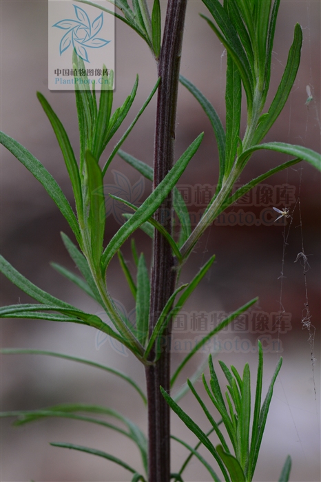 artemisia verlotorum