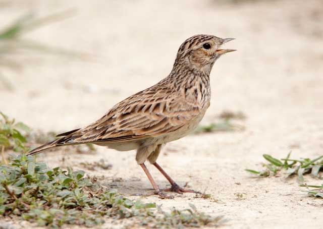 小云雀华南亚种