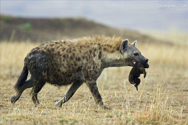  p>斑鬣狗(学名: i>crocuta crocuta /i>):又名斑点鬣狗,体长约95-160
