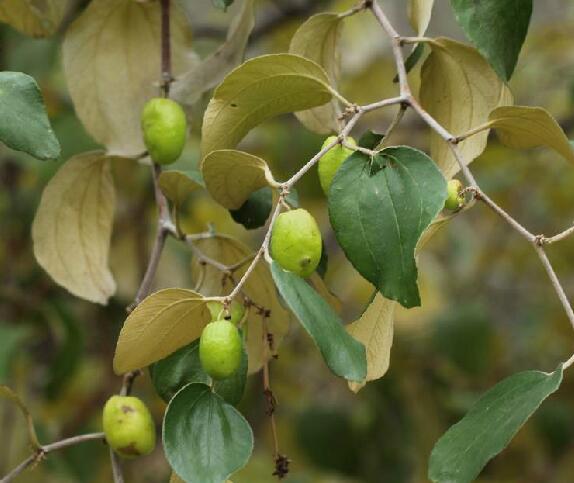  p>滇刺枣(学名: i>ziziphus mauritiana  /i>lam.