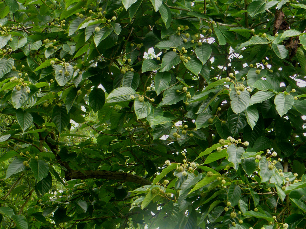 薄叶喜树(变种)