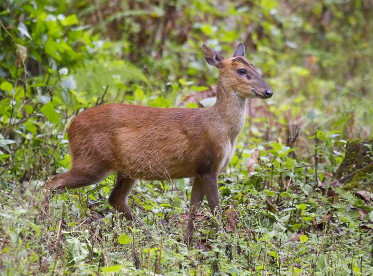 bornean red muntjac
