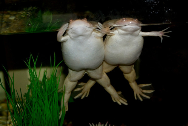 african clawed frog