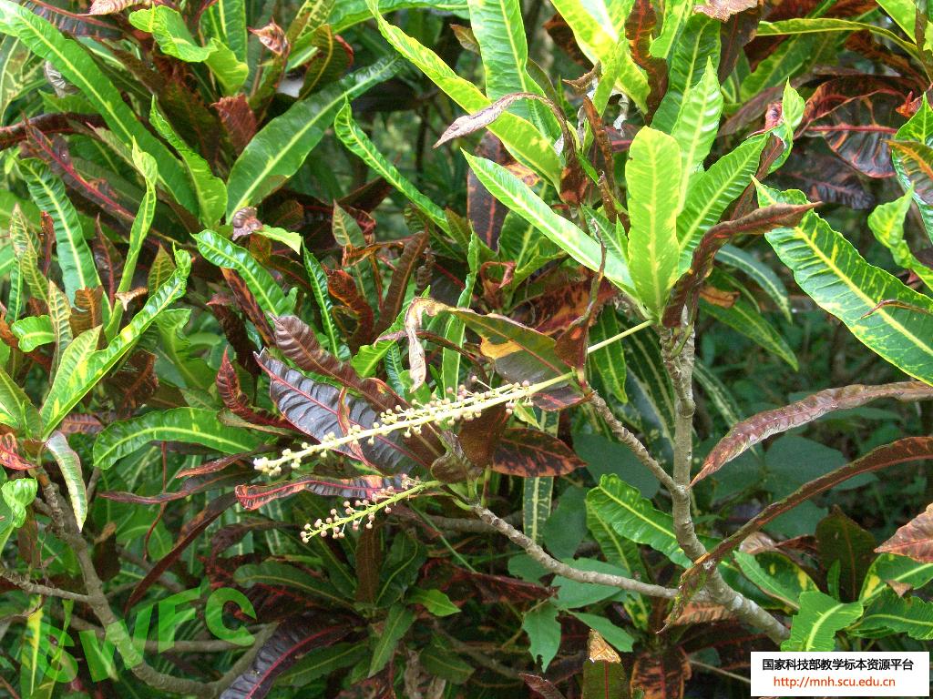 身的长为宽的4-5倍,中部以下最宽,上部渐狭,如此形状的叶称为披针形叶