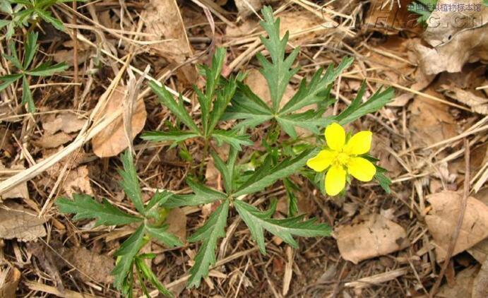  p>蛇莓委陵菜(学名: i>potentilla centigrana /i> maxim.