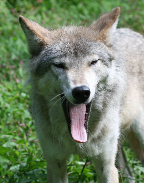  p>苔原狼 i>(学名:canis lupus albus) /i>是灰狼的一个亚种,属于