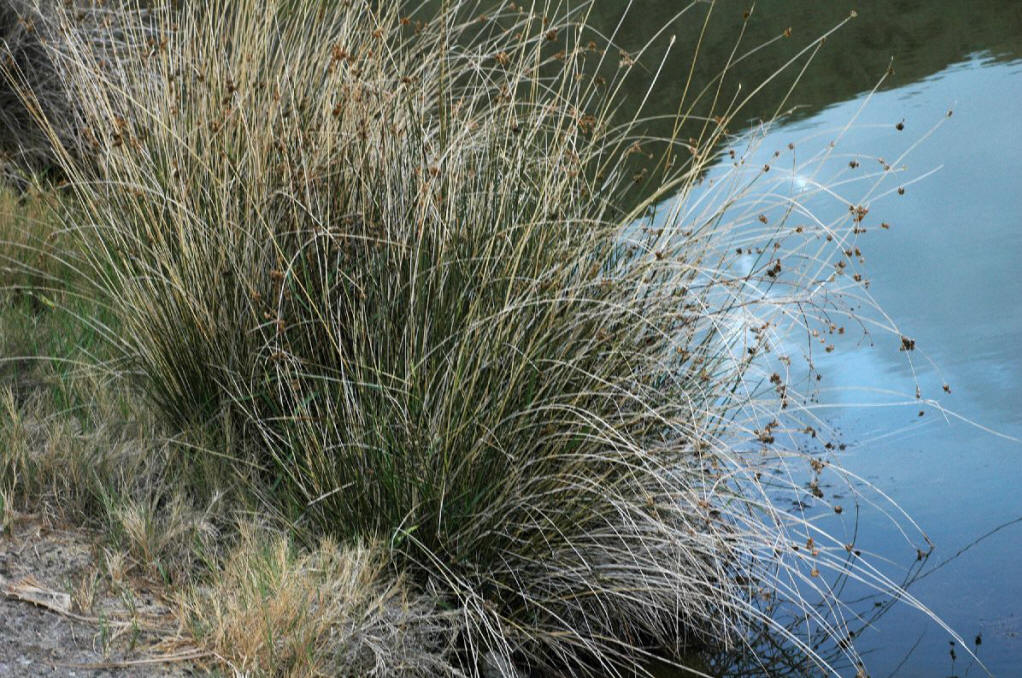  p>节叶灯心草,灯芯草目 a target="_blank" href="/item/灯心草科