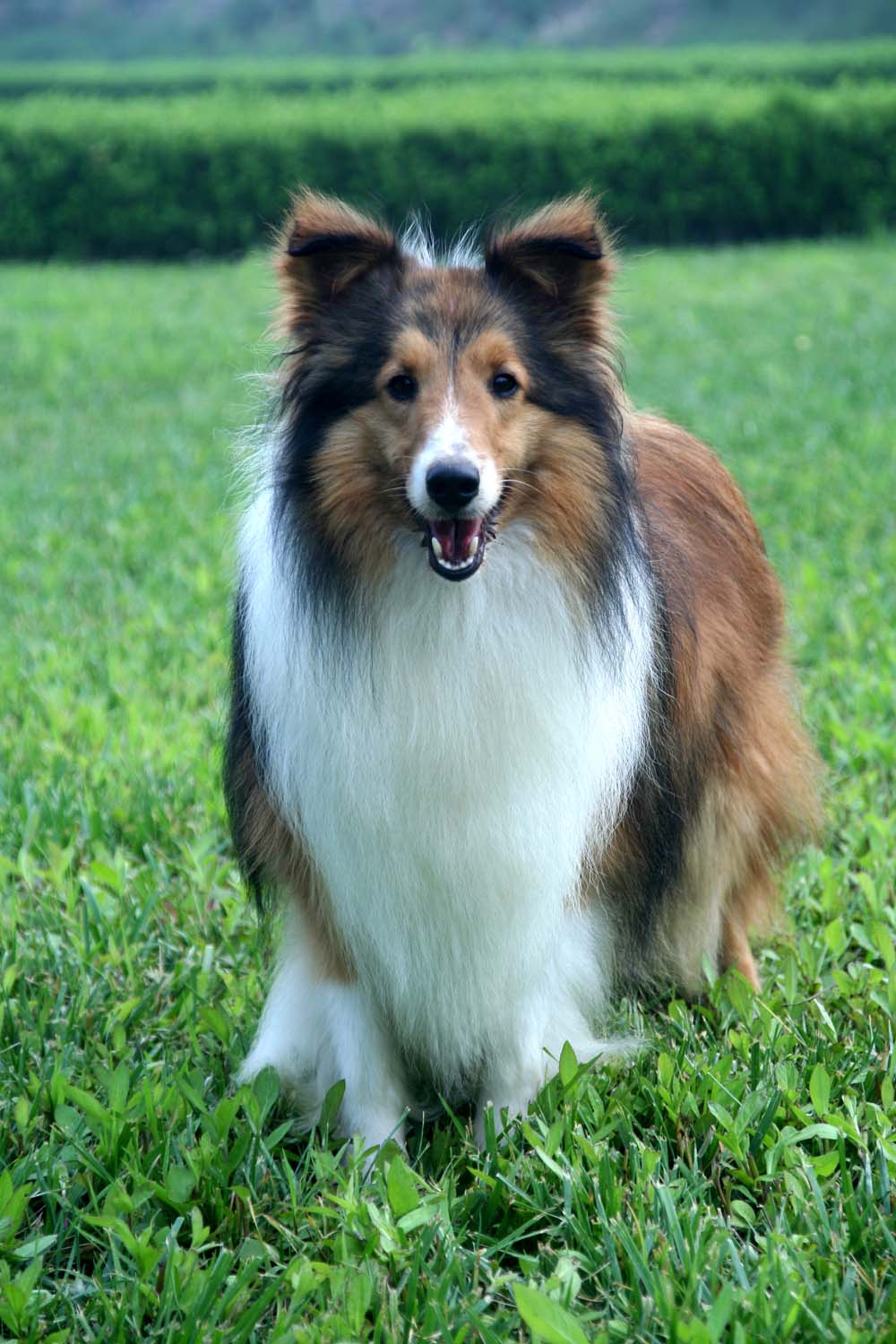  p>牧羊犬是人们赋予专职放牧类犬的一个总称,不是一个单独品种,"家族