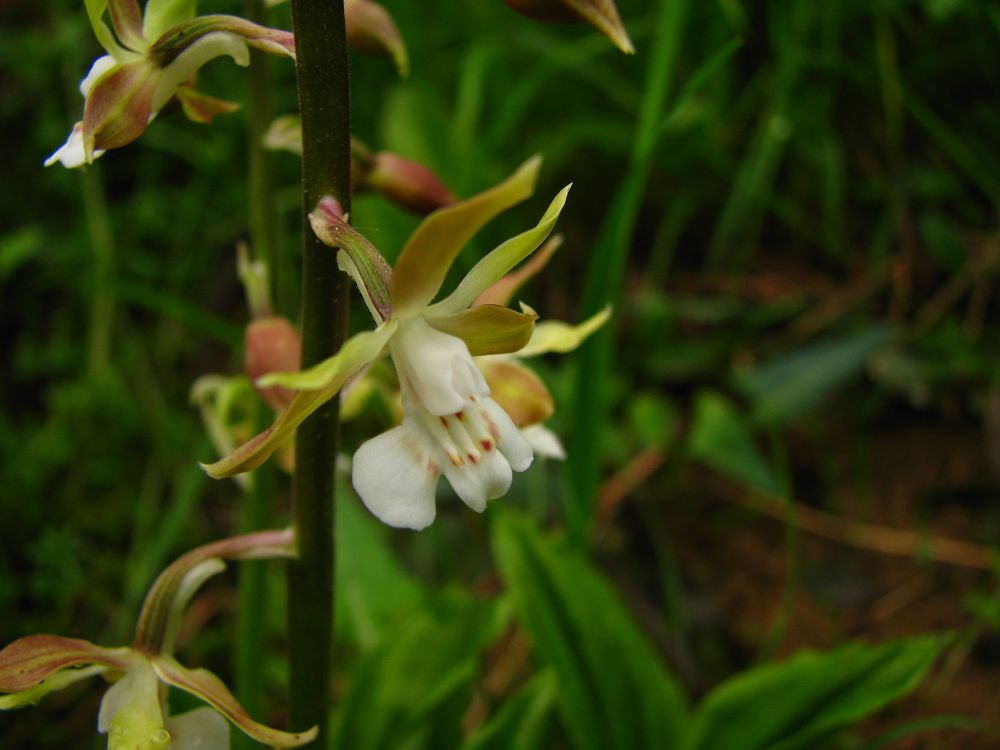  p>虾脊兰(学名: i>calanthe discolor /i>  lindl.