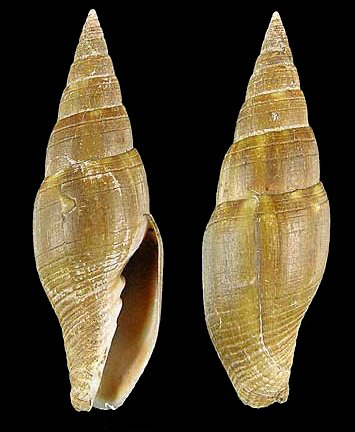  p>中国笔螺贝壳形状呈毛笔头形或纺锤形,螺旋部呈尖圆锥形,壳面光滑