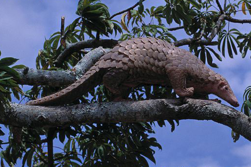 malayan pangolin