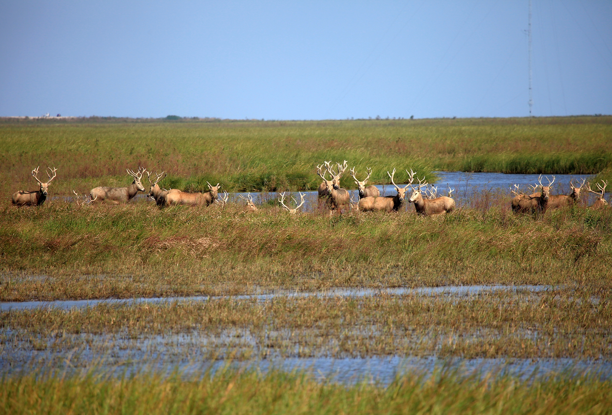 江苏盐城保护区