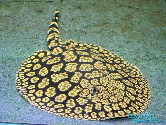  p>小眼魟( a href="#" data-lemmaid="8074290">学名 /a>: i>himan