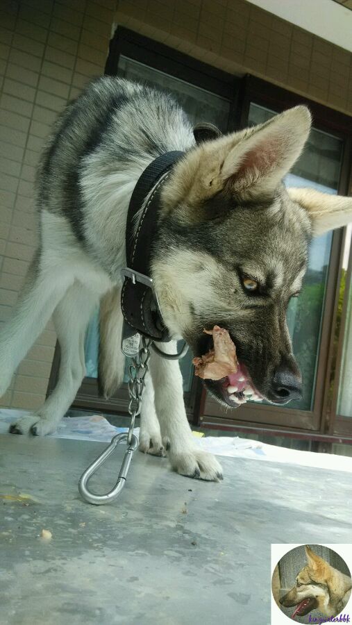 杂交狼狼混血串种狼