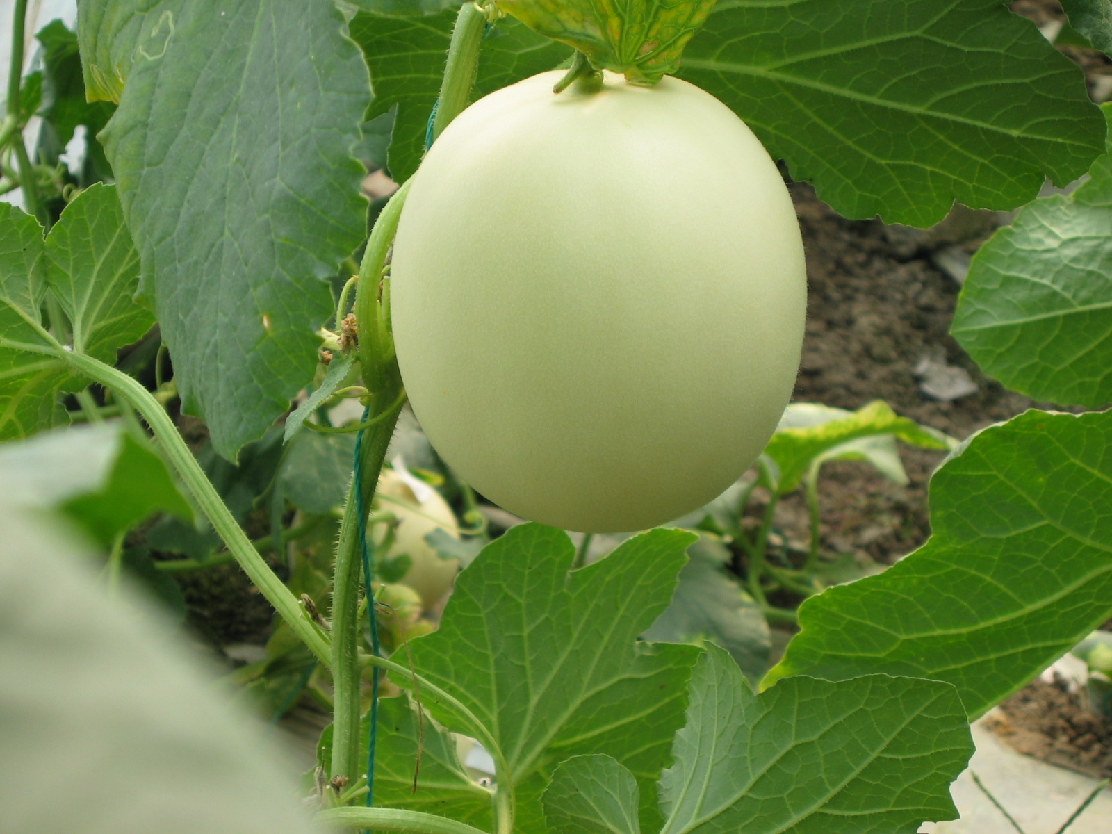 又称香瓜,哈密瓜等.