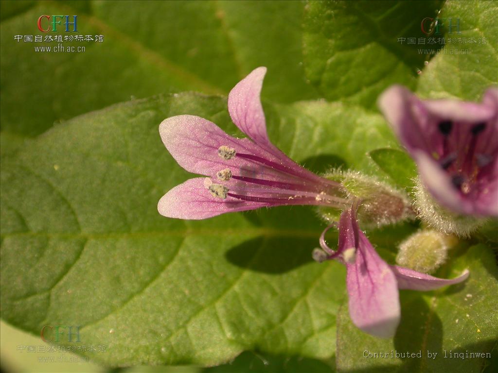  p>多年生,直立,近秃净草本;根圆柱状或块状,肉质;根状茎短,圆柱状