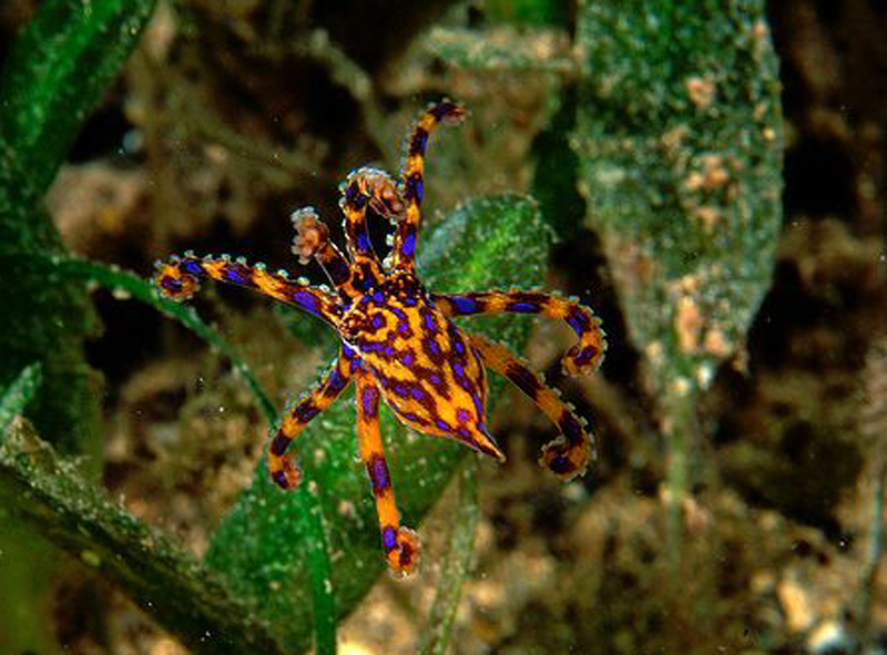  p>斑点豹纹蛸(学名: i>hapalochlaena maculosa /i>):体长约20厘米.