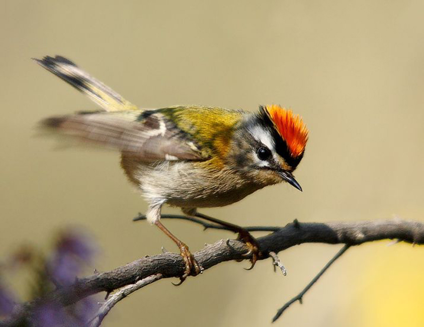  p>普通火冠戴菊(学名:regulus ignicapilla)体型娇小似 a target="