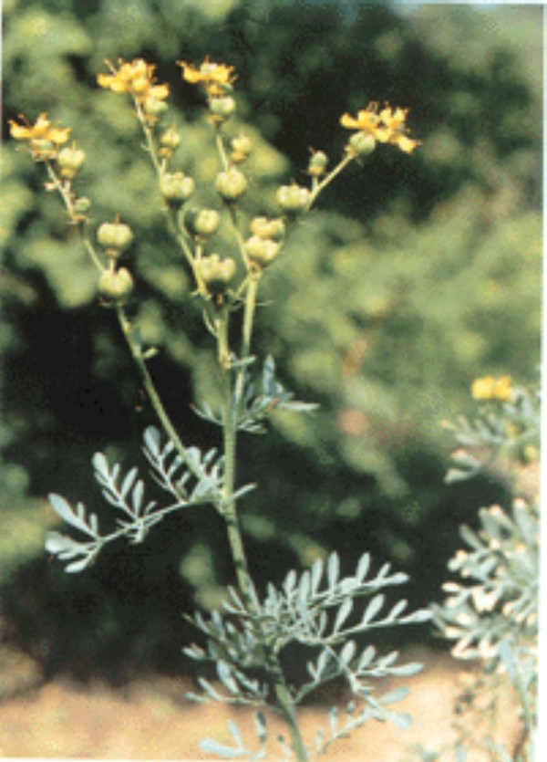 叶片卵状披针形至披针形,长1.