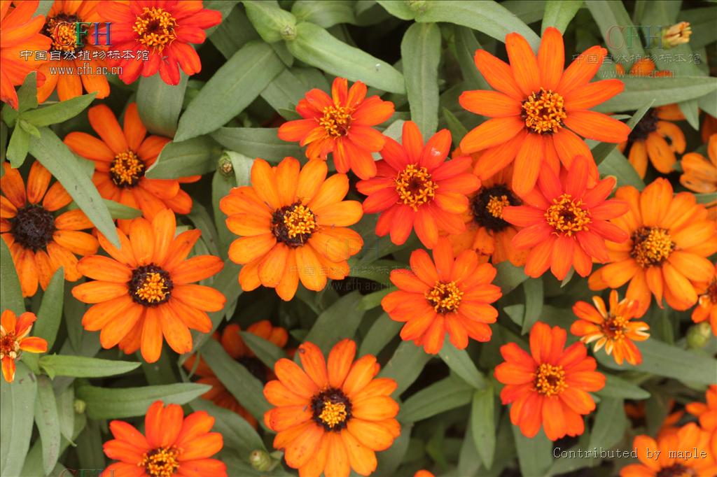  p>多花百日菊( a href="#" data-lemmaid="8074290">学名 /a>: i>