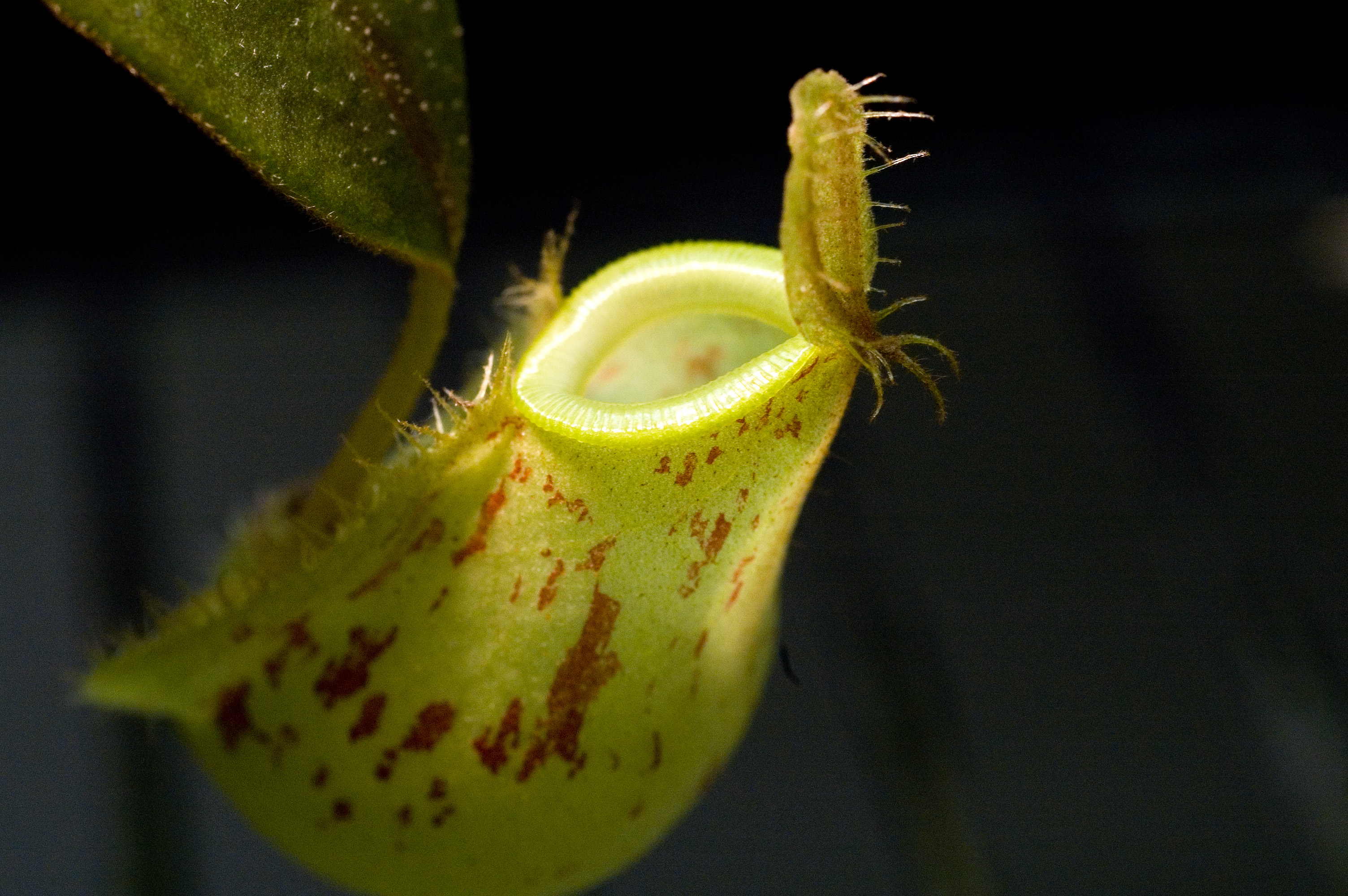  p>苹果猪笼草(n.