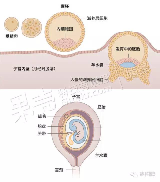 胎盘：神秘的生命之树_百科TA说
