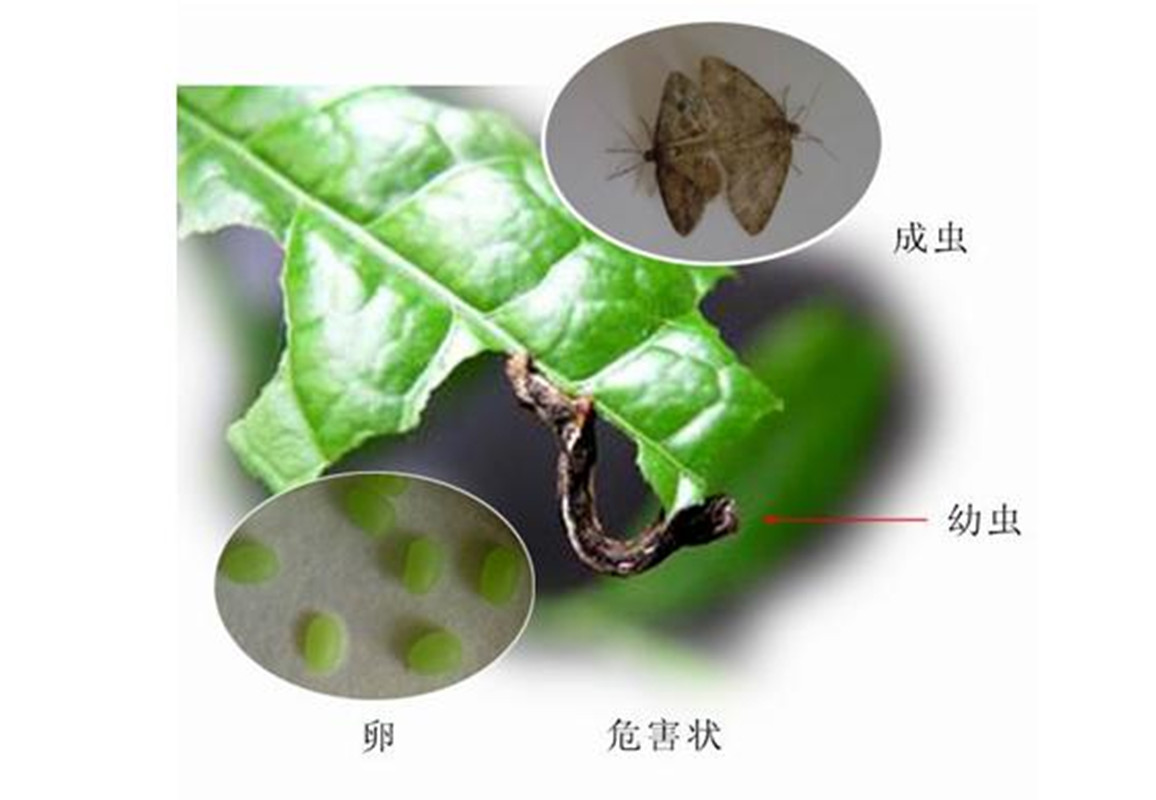  p>尺蠖(chǐ huò), a href="#" data-lemmaid="4339231">尺蛾 /a>的