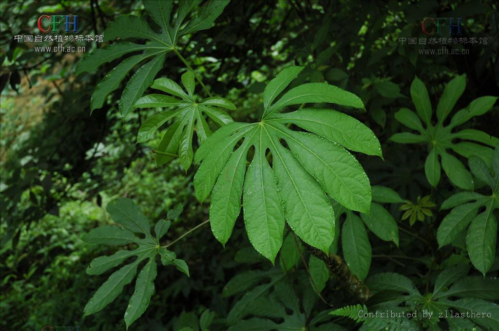 叶为单叶,叶片掌状分裂,稀不分裂;托叶与叶柄基部合生.