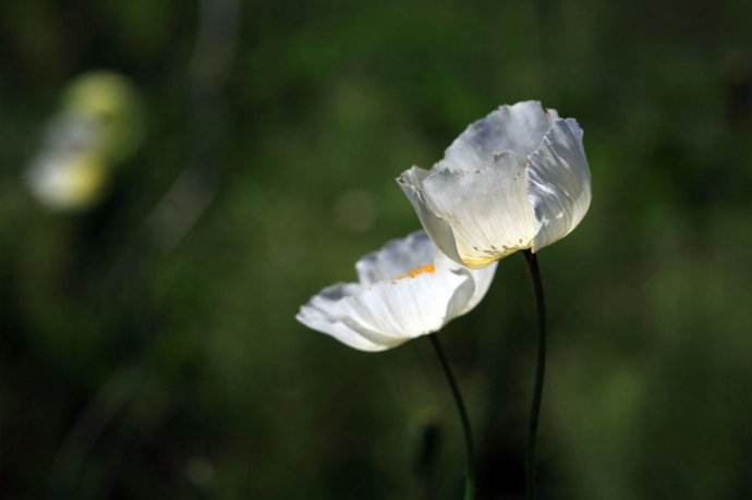  p>白花北极罂粟是一种毛茛目,罂粟科类生物,罂粟的子房会发育成为