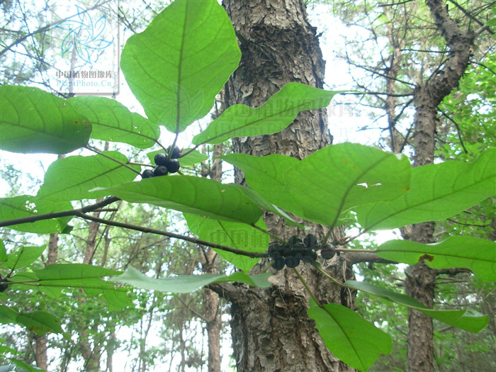  p> b>异叶榕 /b>(学名: i> b>ficus heteromorpha /b> /i>)为桑科榕