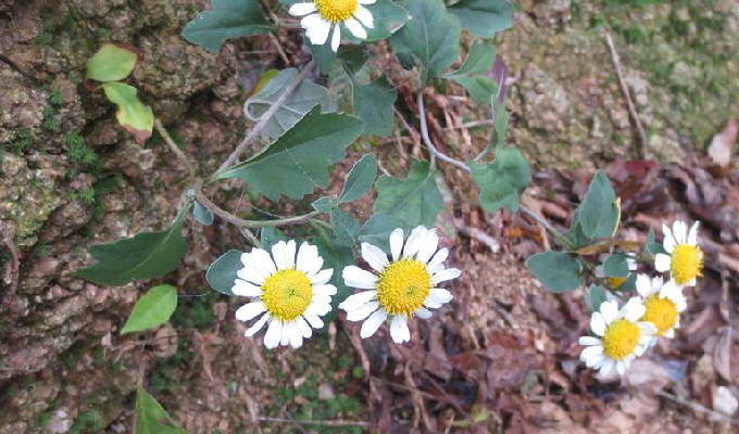  p>毛华菊产于中国河南西部,湖北西部和东部及安徽西部的低山山坡和