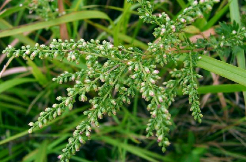  p>甘肃南牡蒿( a target="_blank" href="/item/学名/8074290" data