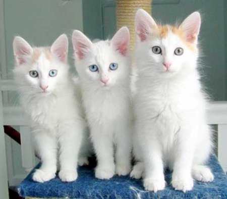  p>土耳其 a target="_blank" href="/item/梵猫">梵猫 /a>,英文名