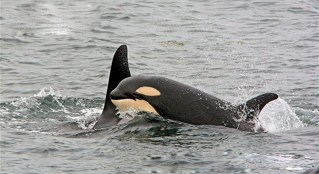  p>虎鲸(学名: i>orcinus orca /i>):是哺乳纲,海豚科中体型最大的 a