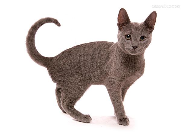 russian blue cat