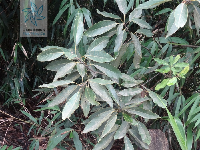  p>大叶青冈(学名: i>cyclobalanopsis jenseniana /i>),常绿 a href=