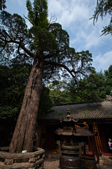崂山太清宫