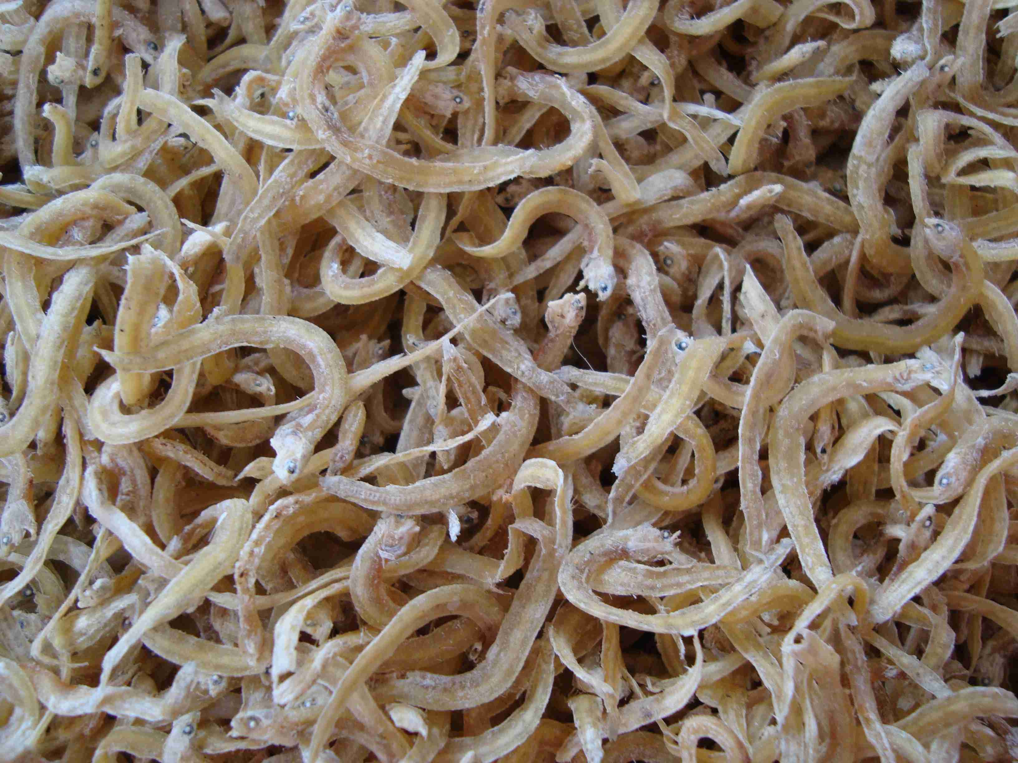 data-lemmaid="4660200">银针鱼 /a>,学名玉筋鱼