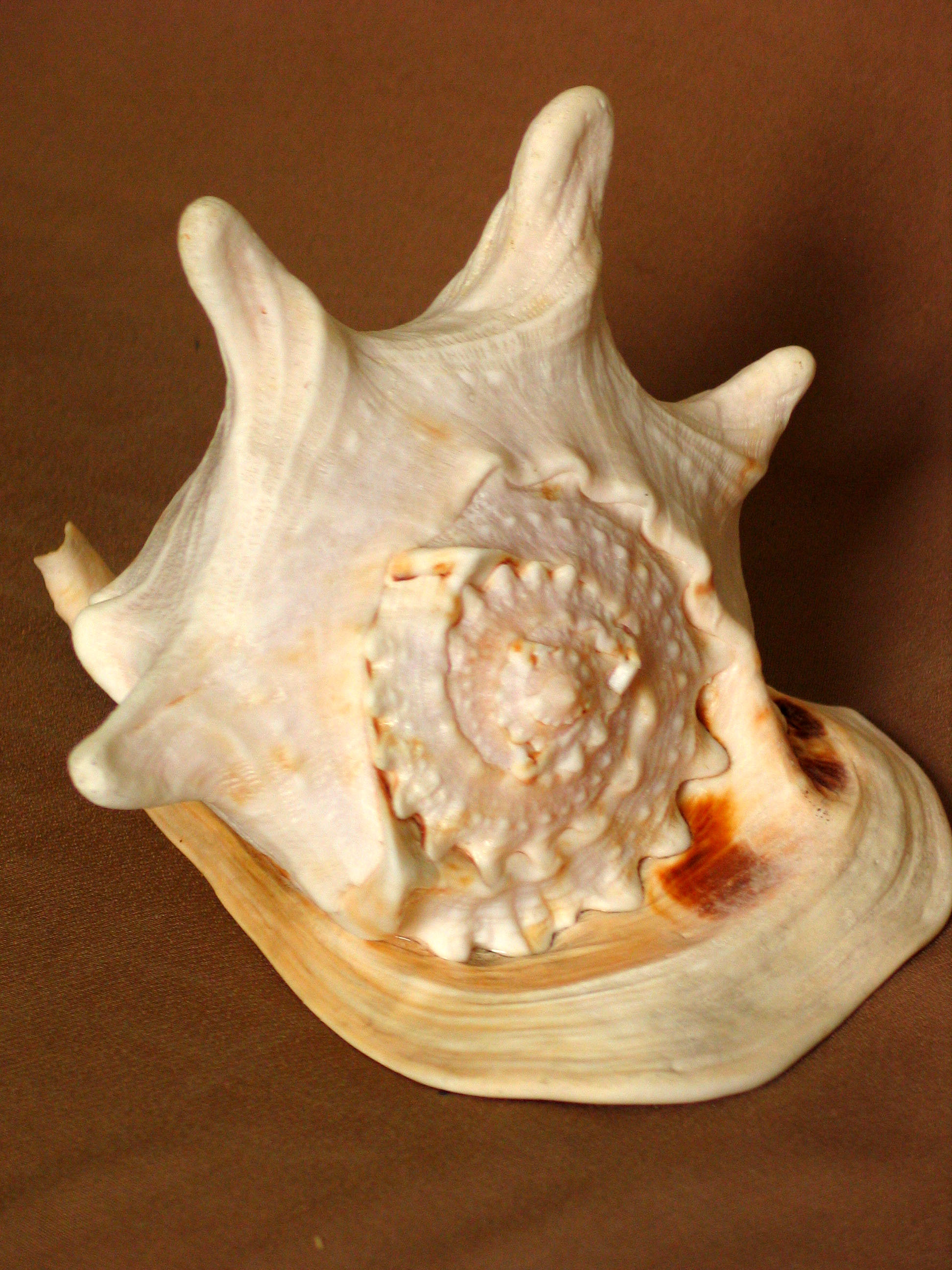  p>猫芋螺(学名:pionoconus catus)花纹清晰, a target="_blank" href