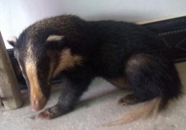  p>猪獾(学名: i>arctonyx collaris /i>),别称沙獾,山獾,是鼬科,猪獾